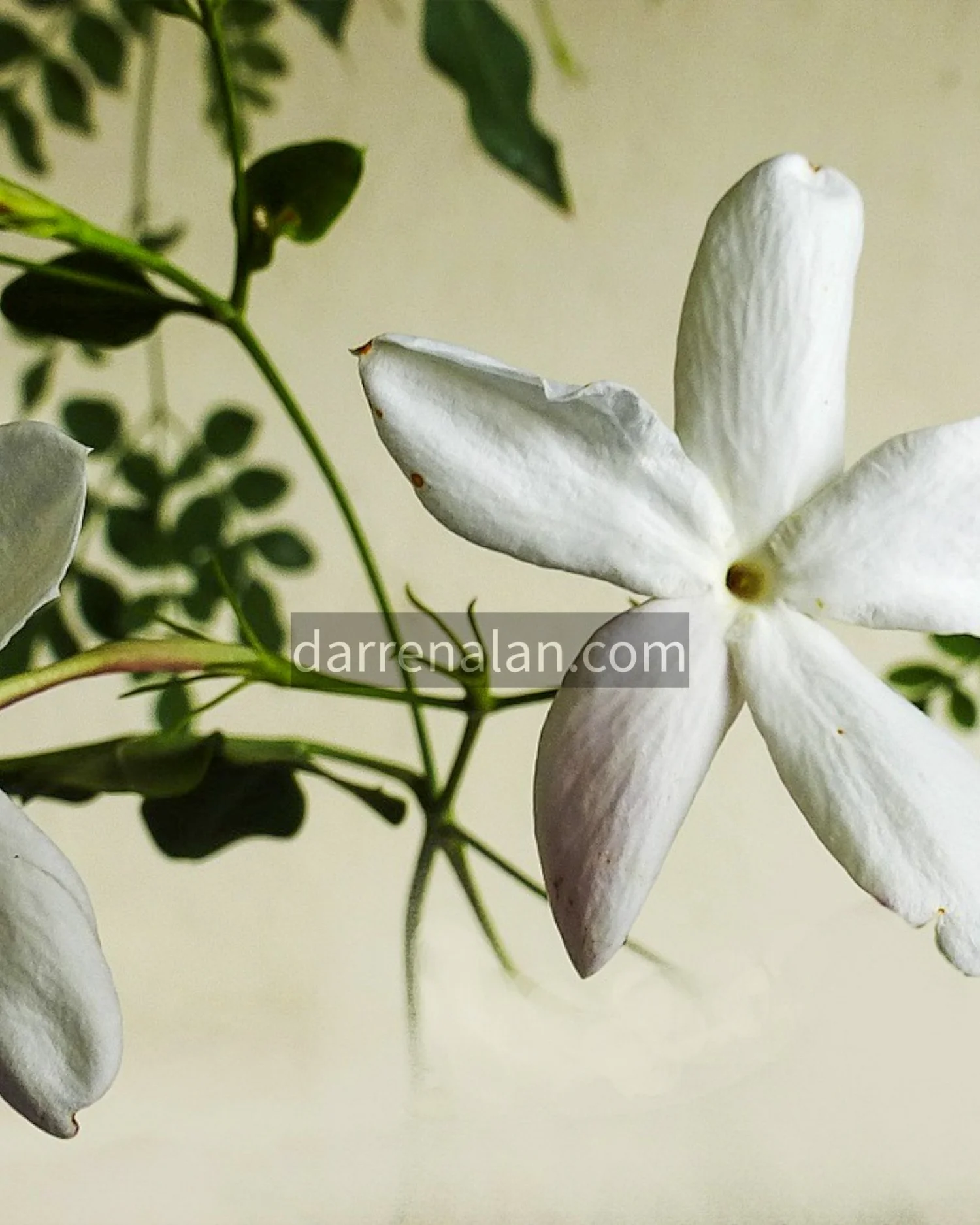 Jasmine Grandiflorum Absolute — DARREN ALAN PERFUMES